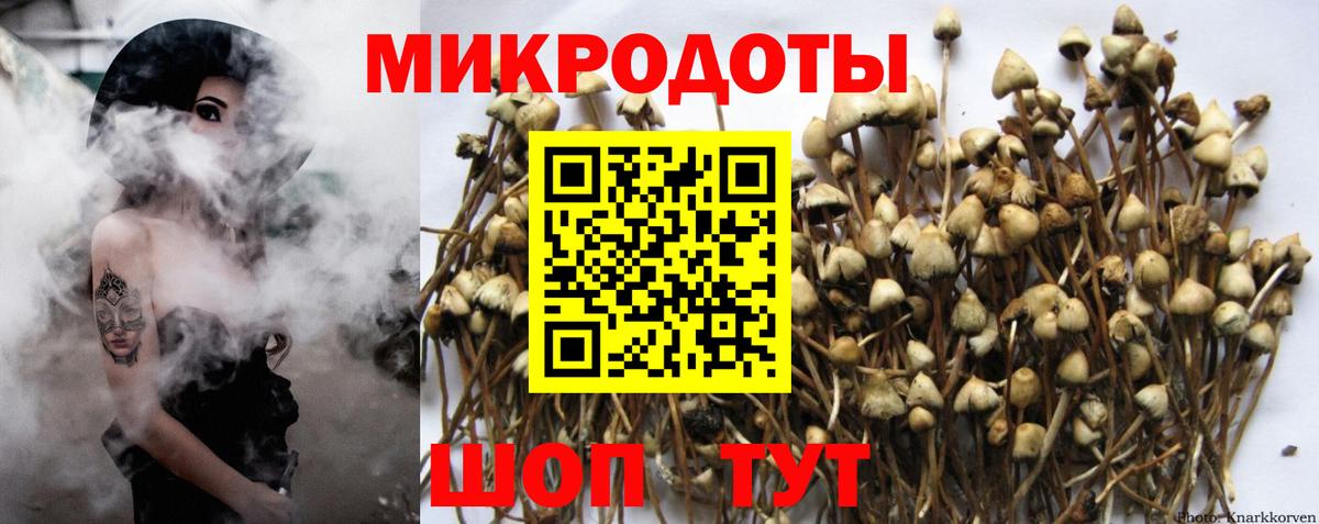 Галлюциногенные грибы Psilocybe Сыктывкар